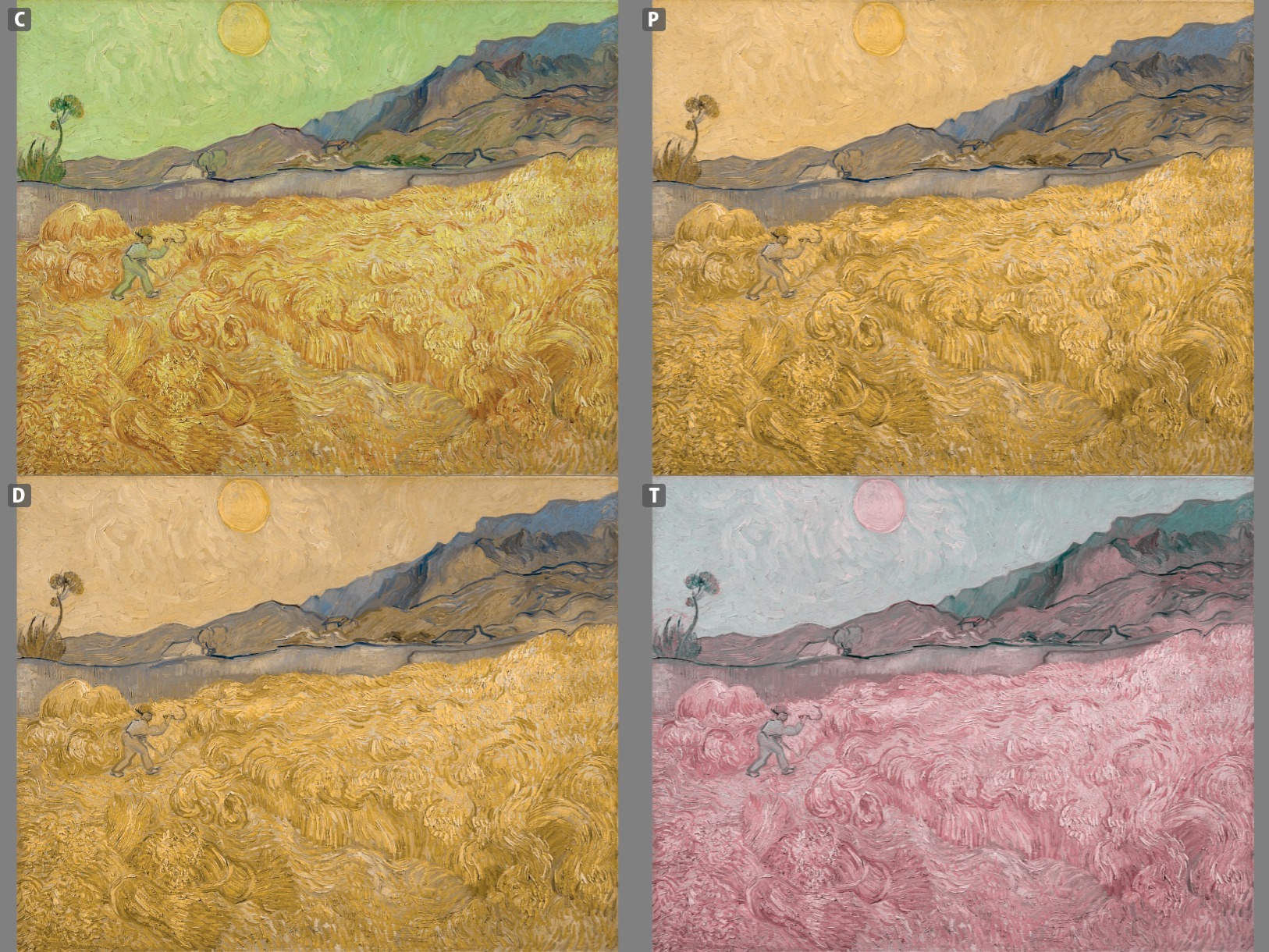 Four images of the painting of Wheatfield with a Reaper by Vincent van Gogh under different types of color blindness. Source: https://asada.website/webCVS/