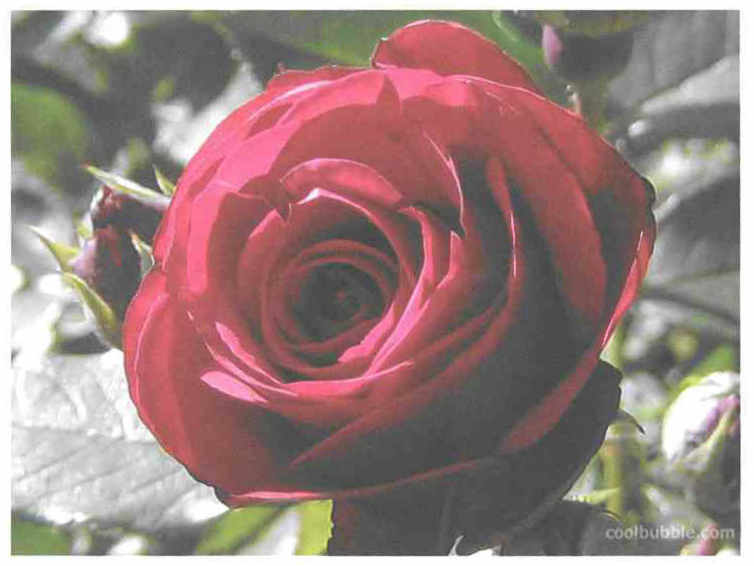 Rose with an embedded shadow of a dophin demonstraing that visual perpection focuses on familiar patterns. From coolbubble.com. Source: S. Few, *Now You See It*, 2009, p. 34.